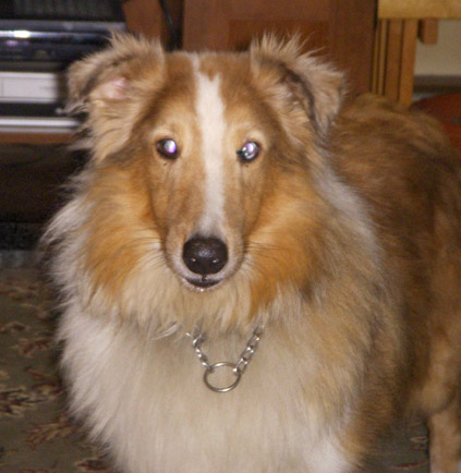 sheltie teddy